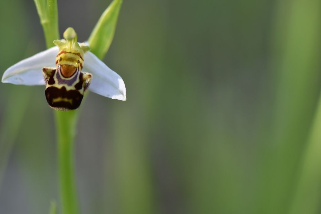 Ophris apifera?